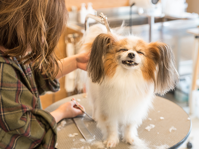 トリミング中の犬