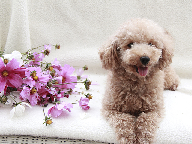 花と犬