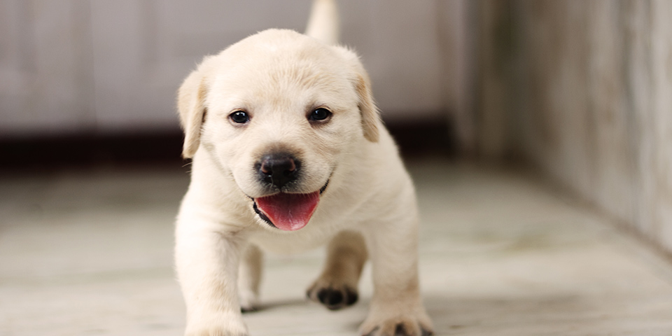 子犬